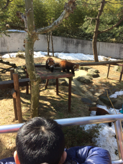 レッサーパンダ