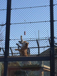 アムールトラ