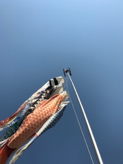 鯉のぼり