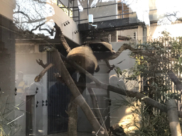 香香