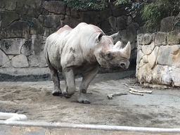 サイ