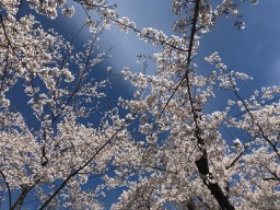 花見