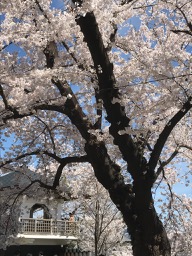花見