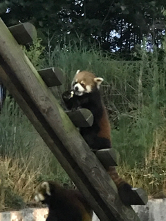 レッサーパンダ