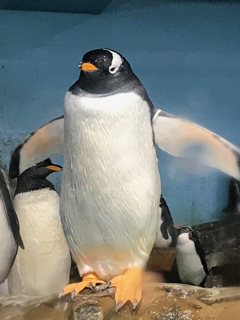 男鹿水族館
