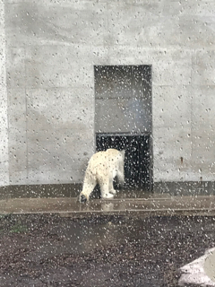 ユキ