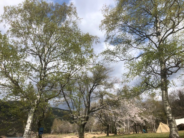 桜