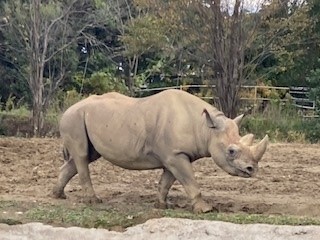 サイ