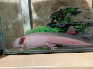オスは隔離