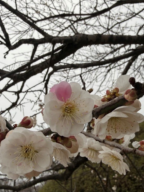 梅2